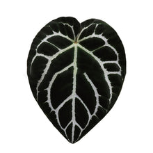 Green Leaf Phone Grip and Stand- Choose Your Style