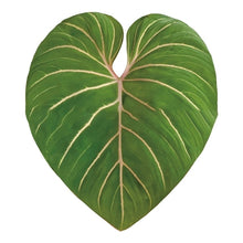 Green Leaf Phone Grip and Stand- Choose Your Style