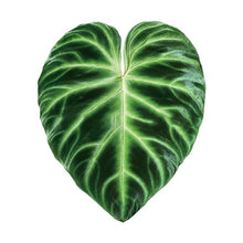 Green Leaf Phone Grip and Stand- Choose Your Style